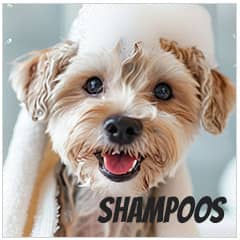 Shampoos para perros | Best for Pets