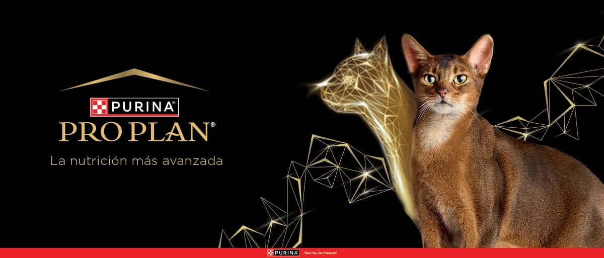 PURINA&reg; PRO PLAN&reg; | Alimentos Para Gatos | Best For Pets