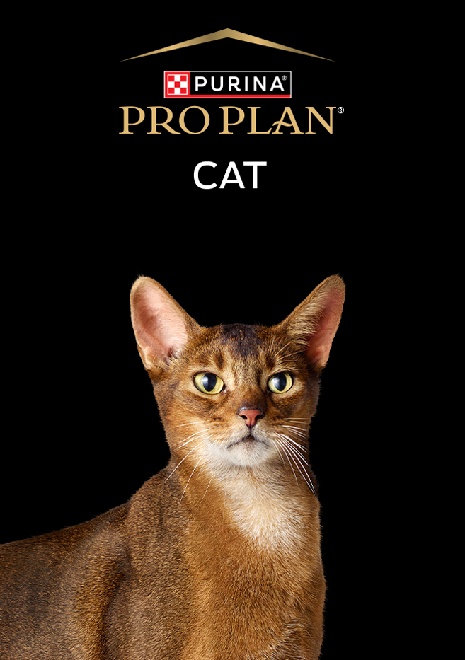 PURINA&reg; PRO PLAN&reg; | Alimentos Para Gatos | Best For Pets