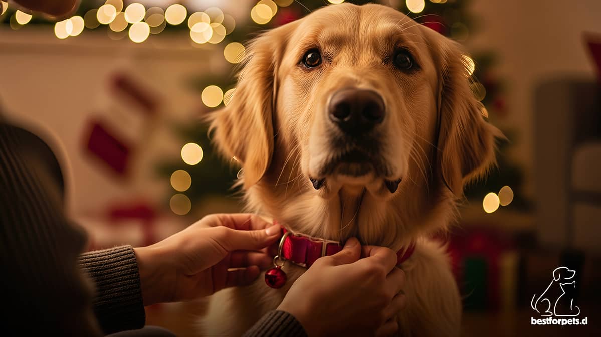 Qué regalar a tu mascota esta Navidad | Best for Pets