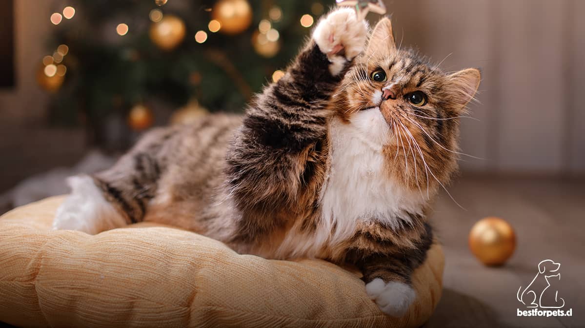 Qué regalar a tu mascota esta Navidad | Best for Pets