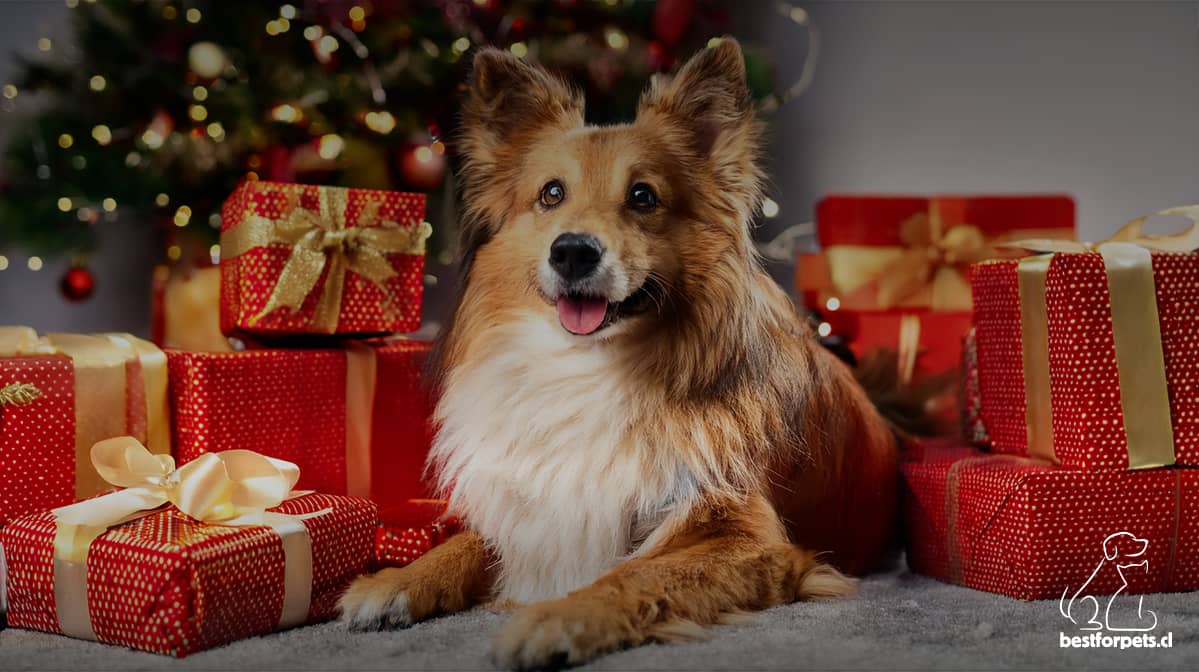 Qué regalar a tu mascota esta Navidad | Best for Pets
