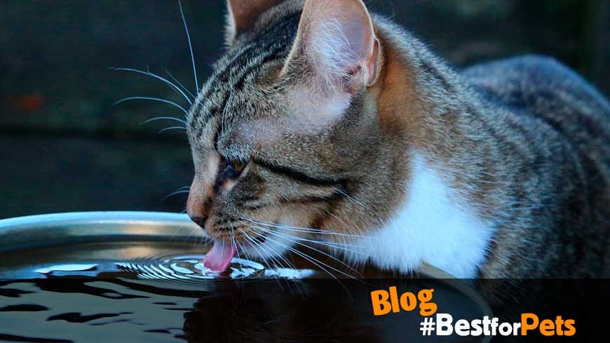 Consumo de agua en gatos
