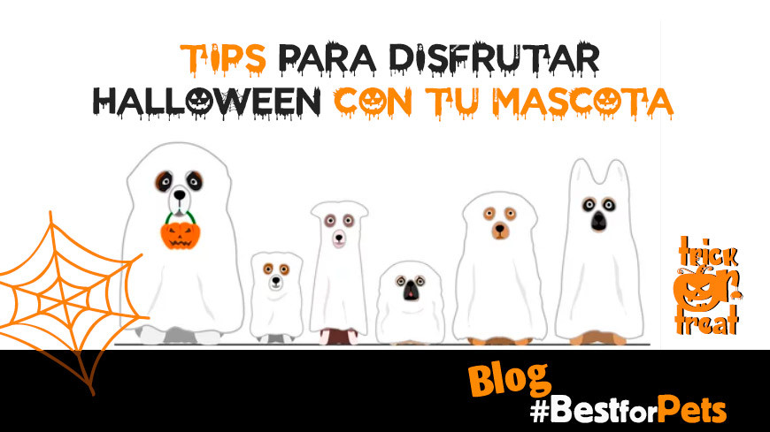 Tips para disfrutar con tu mascota en Halloween