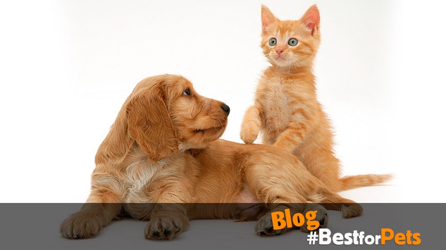 Gastroenteritis en perros y gatos