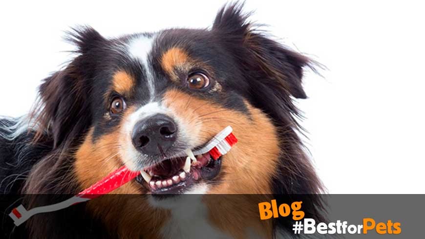 cuidado dental para perros
