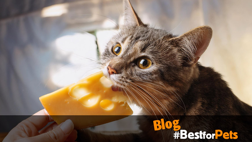 Alimentos para Humanos que los Gatos Pueden Comer