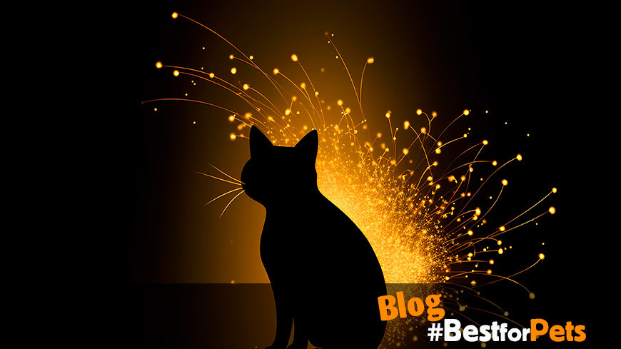 Agosto: El Mes del Gato en Chile y su Significado Cultural y de Bienestar