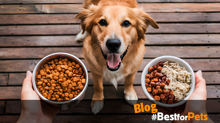 ¿Alimento Húmedo o Seco para Perros? Descubre la Mejor Opción para tu Mascota