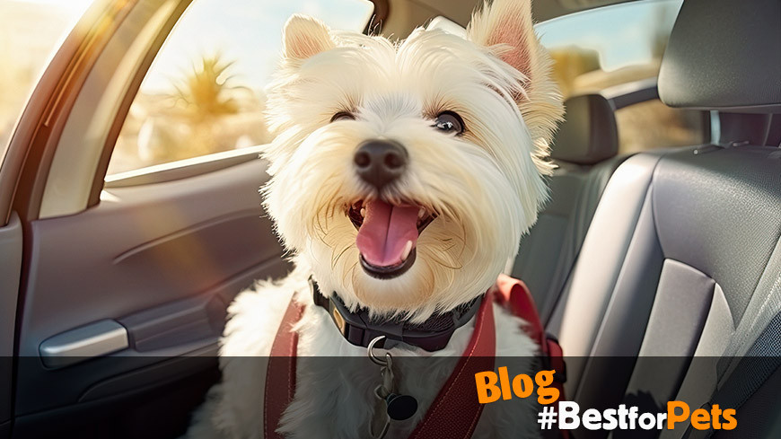 Perros en el Auto: Tips para un Viaje Seguro y Sin Estrés