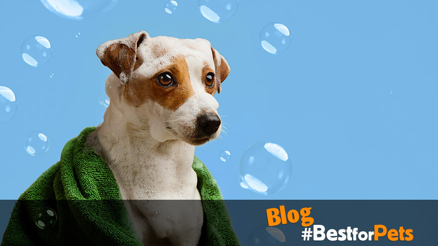 Como y cuando bañar a tu perro