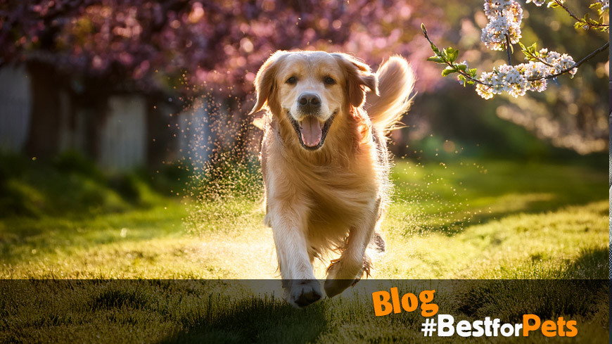 Beneficios del ejercicio para tu perro