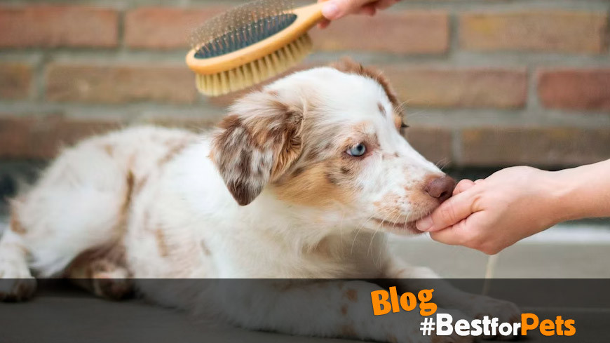 5 trucos para cuidar el pelo de tu perro
